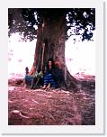Una siesta sul Baobab * 348 x 464 * (58KB)